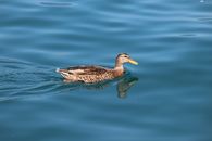 Free stock photo of animal, avian, beak