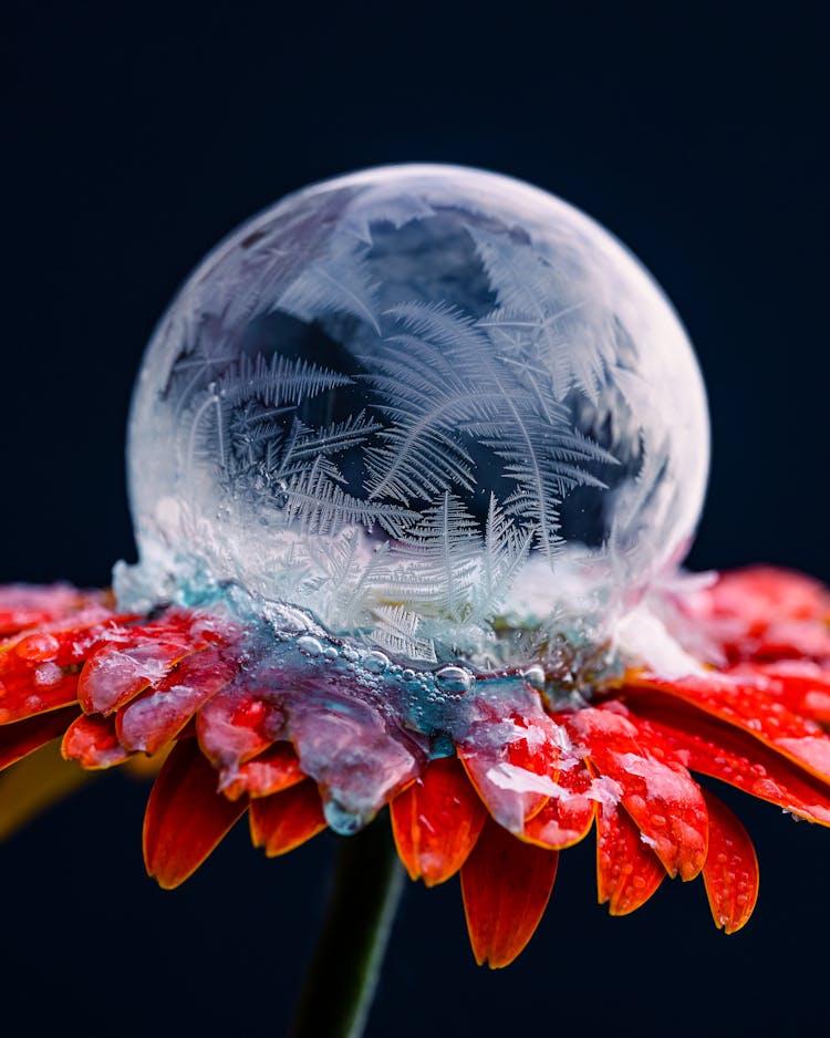 Ice Forming Ball Shape On Red Flower