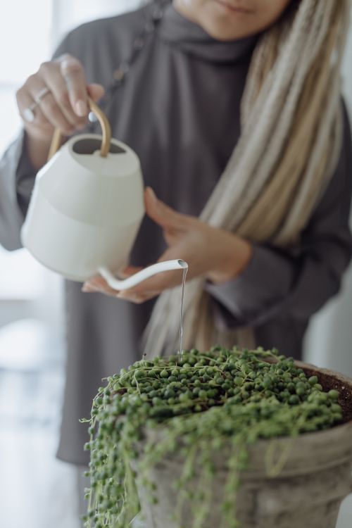 Free Close-up of a woman with braided hair watering a string of pearls plant indoors. Stock Photo