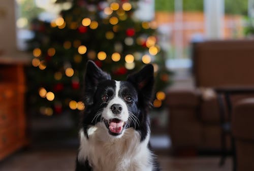 Early Winter Brings Itchy Ears — Vet Tips for Pets