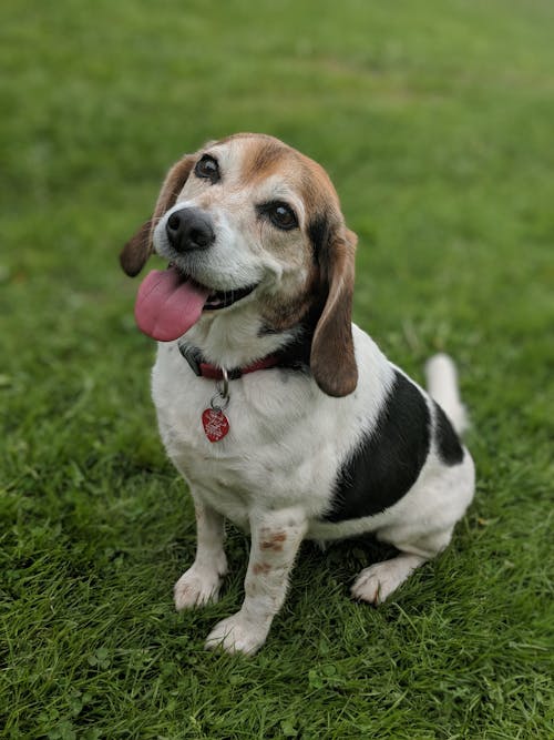 A Cute Beagle on Grass