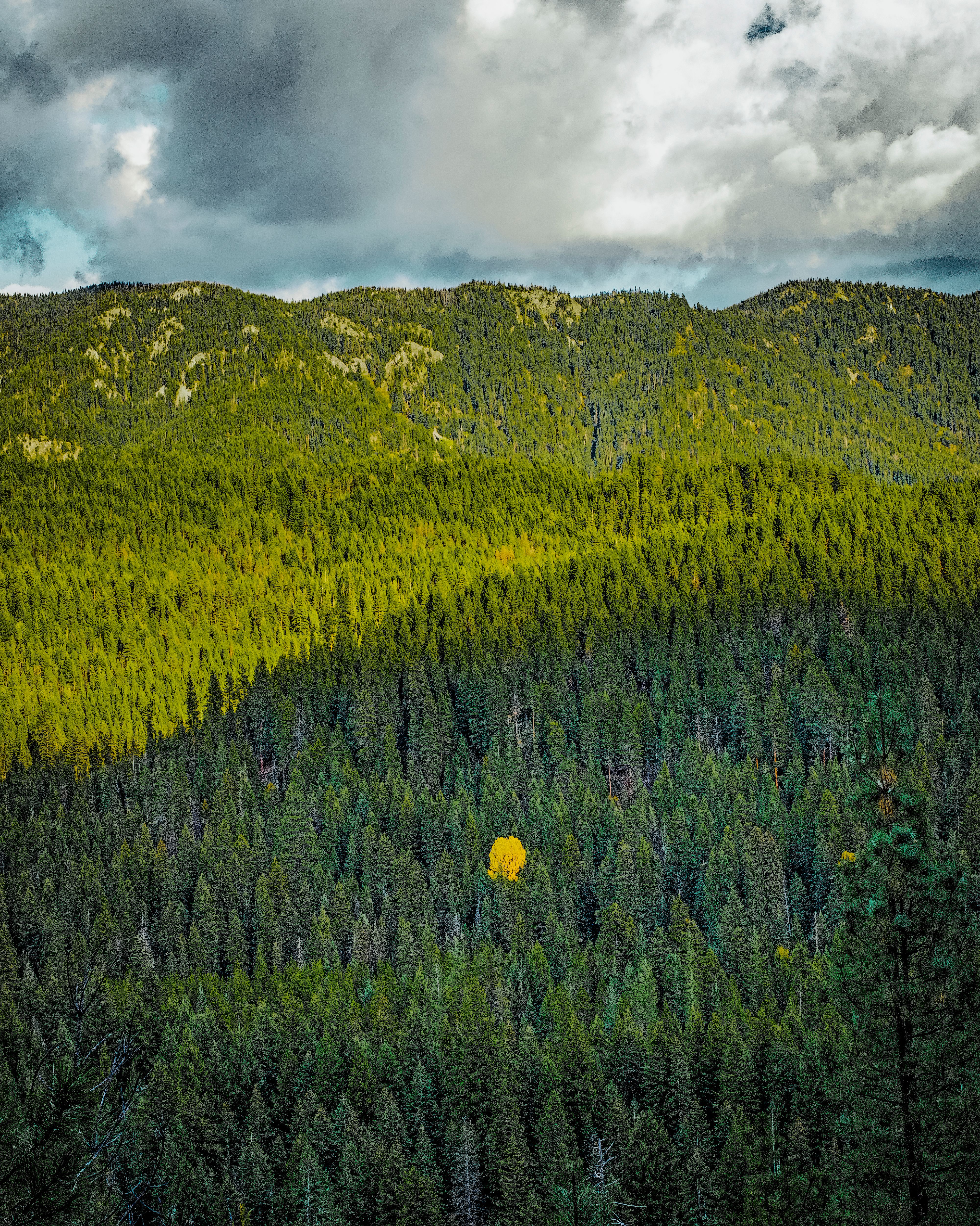 Green Trees Under Cloudy Sky · Free Stock Photo
