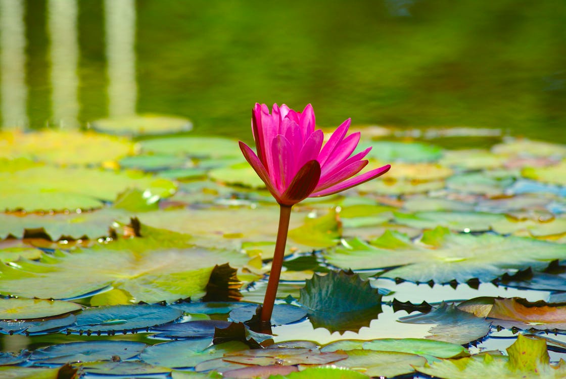 Pink Lotus Flower on Water · Free Stock Photo