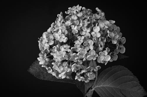 Inflorescence of Hydrangea Flowers in Grayscale Photography