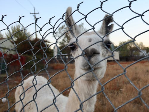 Foto profissional grátis de lhama, tela de arame