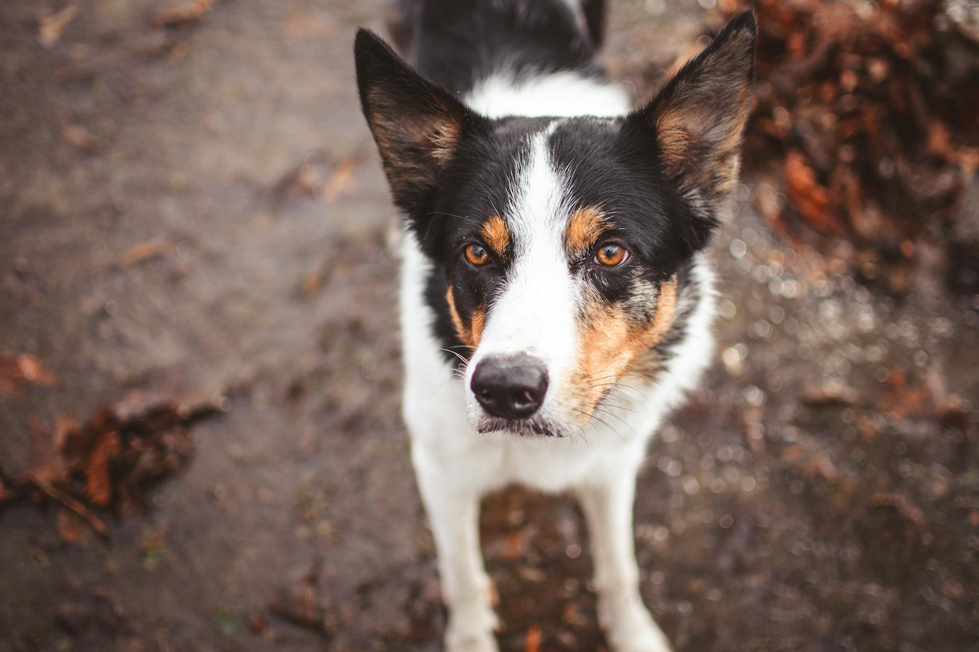 Un Border Collie photographié de près