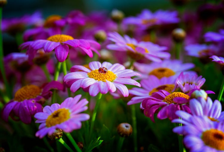 Marguerite Daisies In Close-up Shot