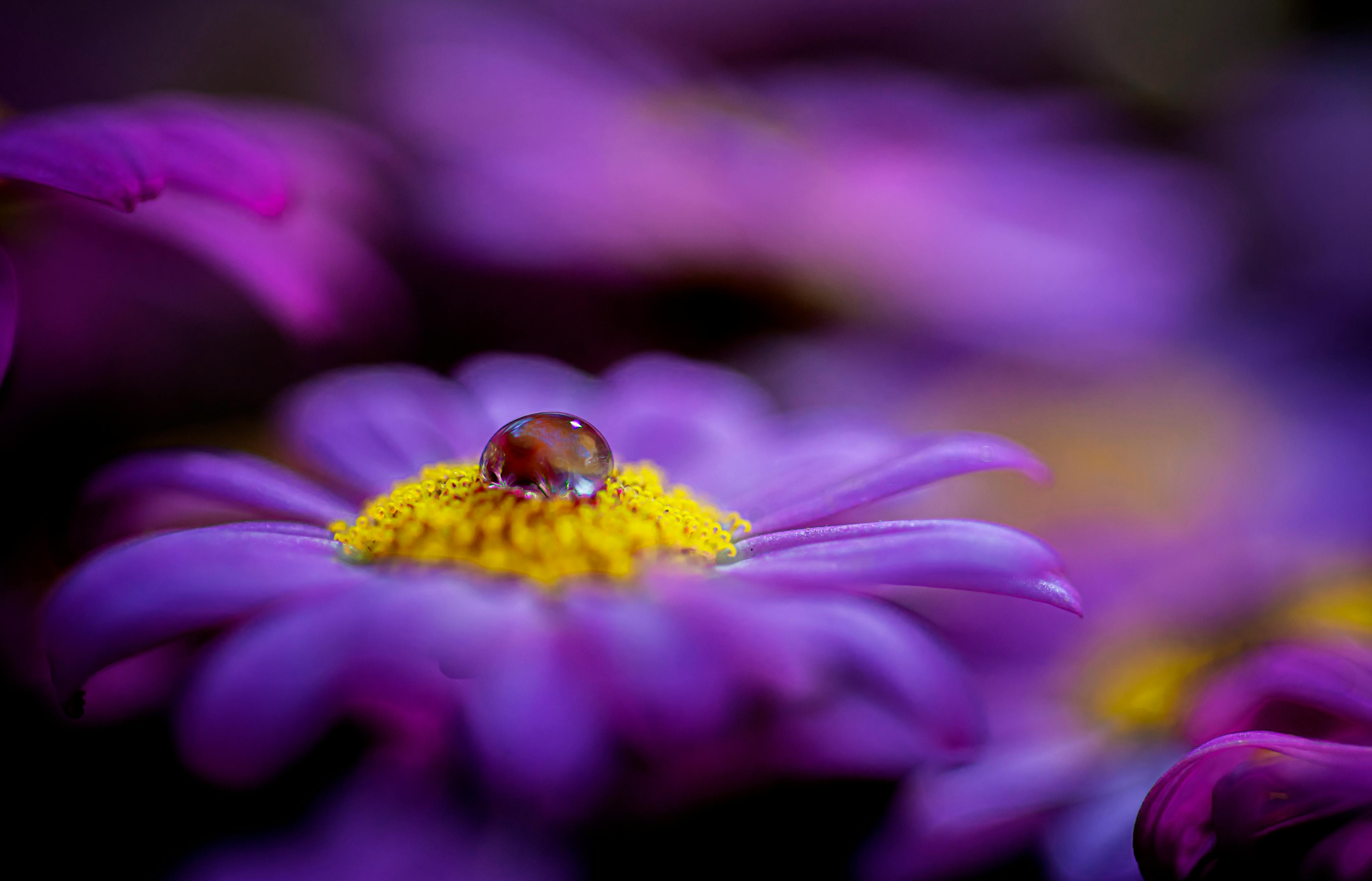Close-up of a dewdrop on vibrant purple daisy with a blurred background, showcasing nature's delicate beauty.
