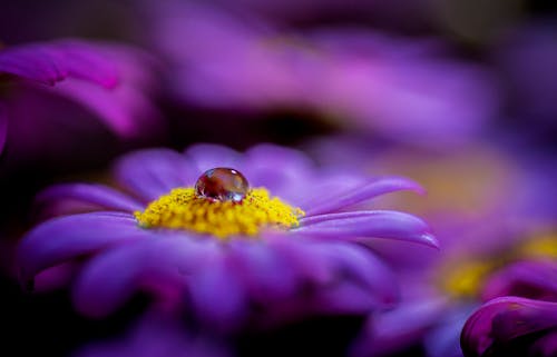 A Drop of Water in a Flower