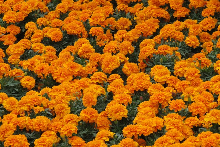 Marigold Flowers Field