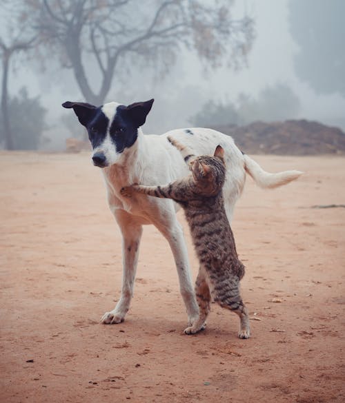 Free Homeless cat fighting with dog on street Stock Photo