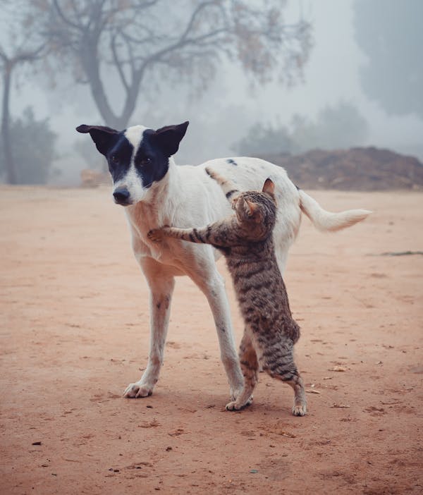 Homeless cat fighting with dog on street