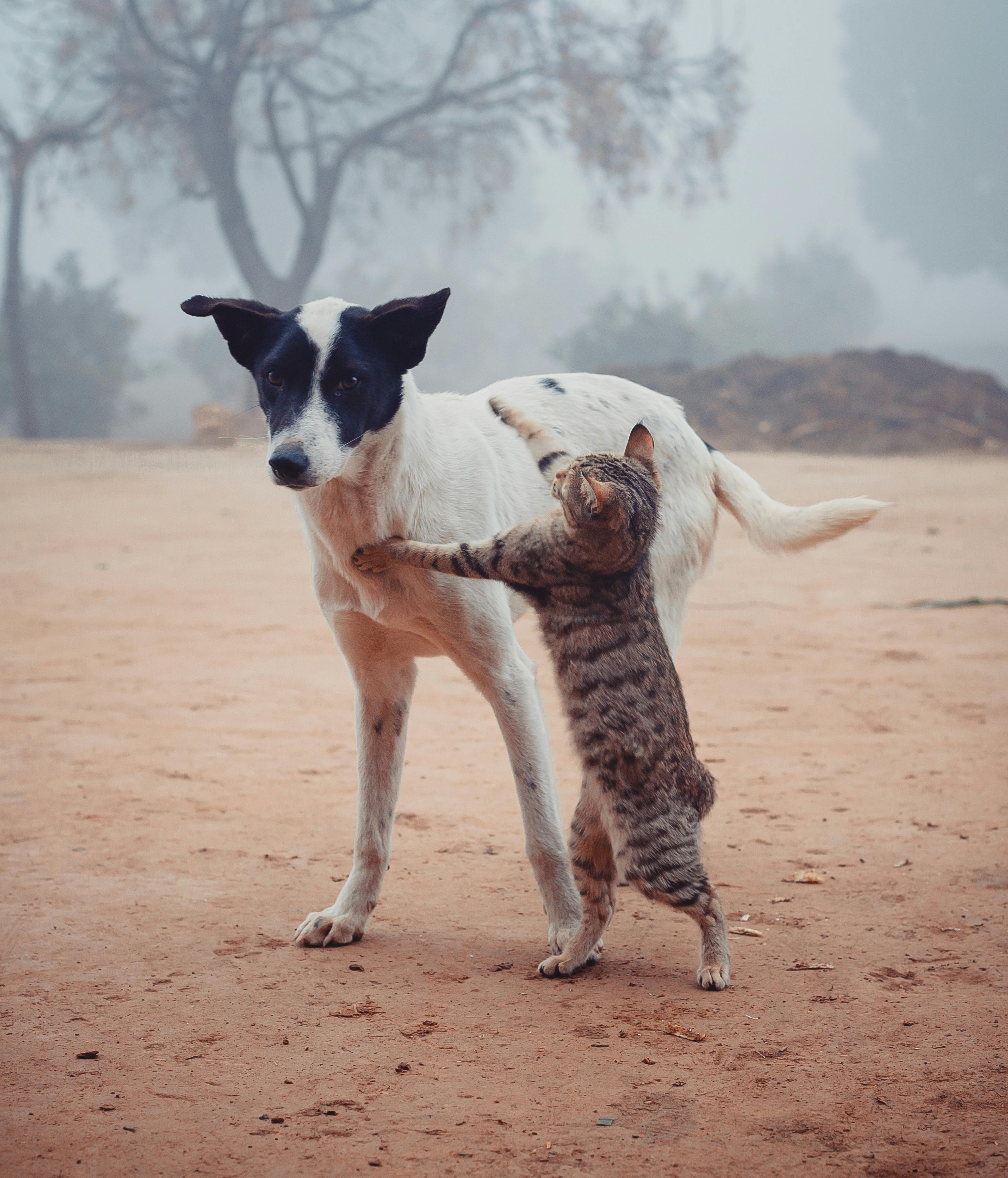 funny dogs and cats fighting