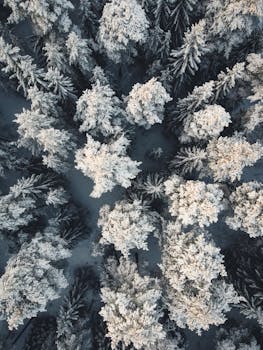 Breathtaking aerial shot of a frosty pine forest blanketed in snow, captured in winter.