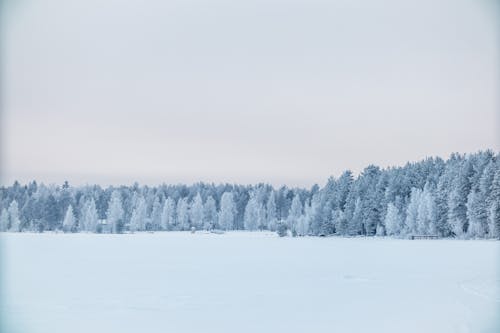 Foto profissional grátis de ao ar livre, árvores, com frio