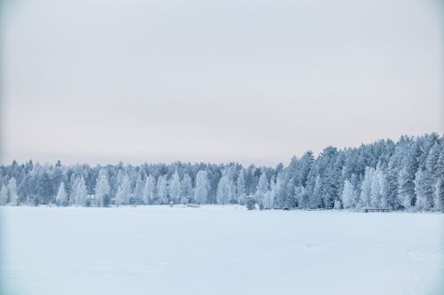 Free A serene winter landscape of a snow-covered forest under a pale, cloudy sky. Stock Photo