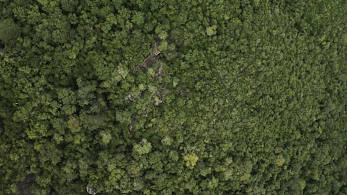 Ingyenes stockfotó erdő, fák, légi felvétel témában
