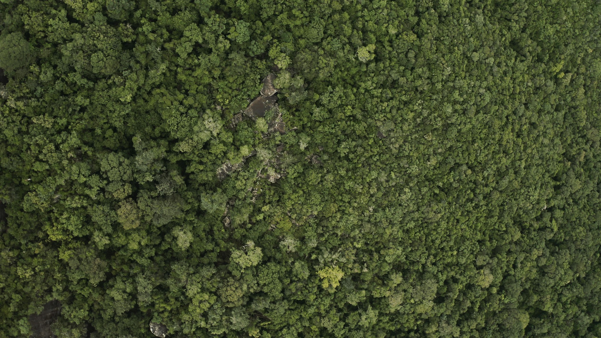 Aerial View of Forest · Free Stock Photo