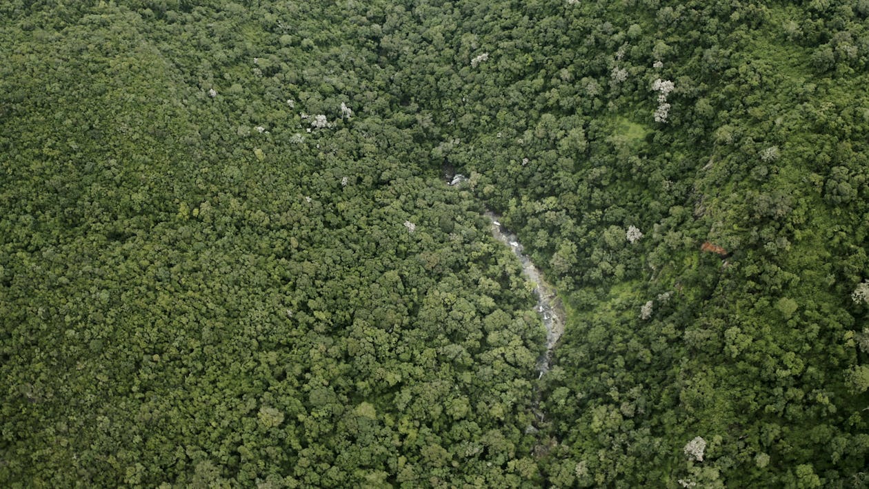Aerial View of Stream in the Forest