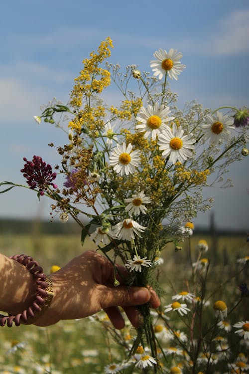 Imagine de stoc gratuită din anotimp, buchet, câmp