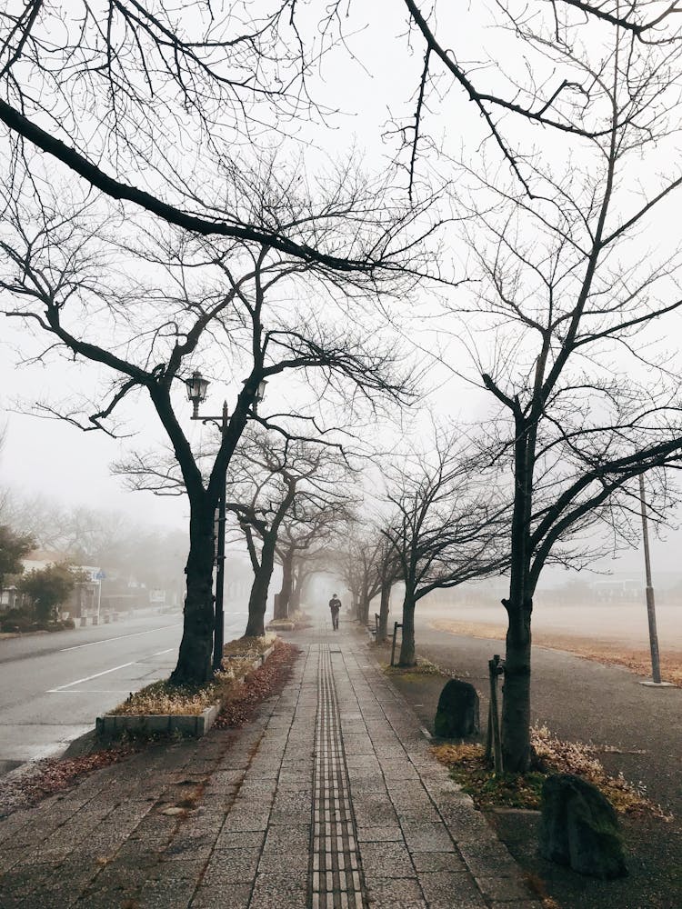 Bare Trees On A Walkway Near The Road