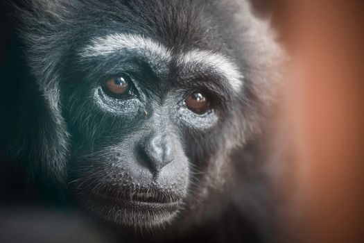 Close Up Photo of an Infant Chimpanzee