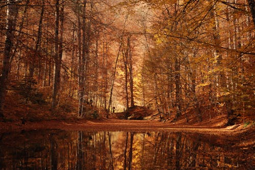 Foto d'estoc gratuïta de aigua, arbres, bassal