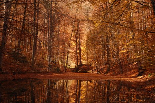 Captivating autumn forest in Bolu, Türkiye, with golden hues reflecting on a serene water surface.
