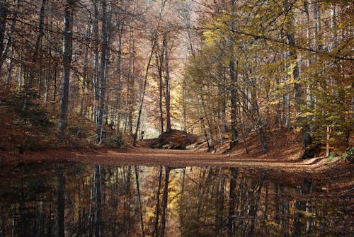 Autumn Forest Reflection in the Puddle