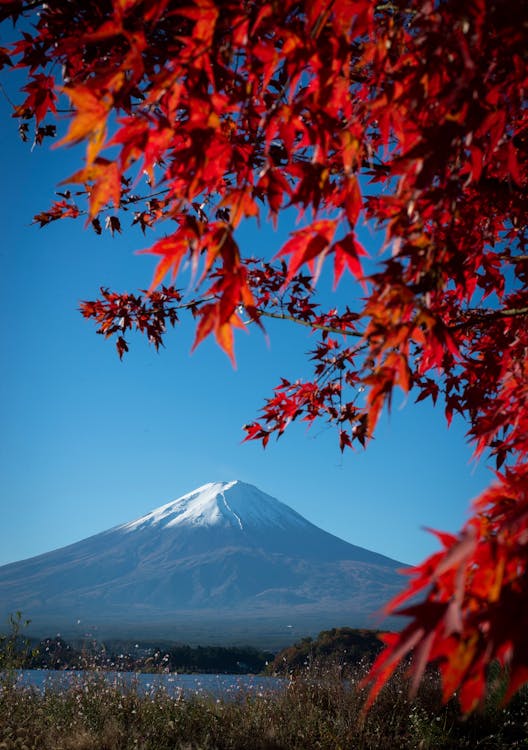 Snow Capped Mount Fuji During Autumn