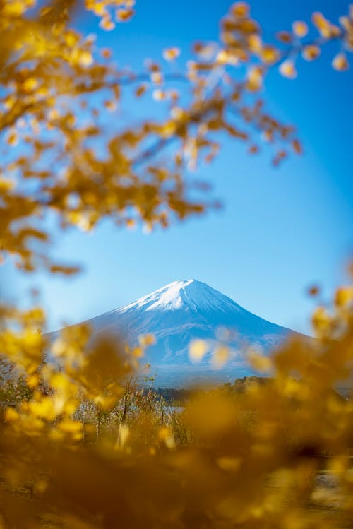 Free Mount Fuji in Fall  Stock Photo