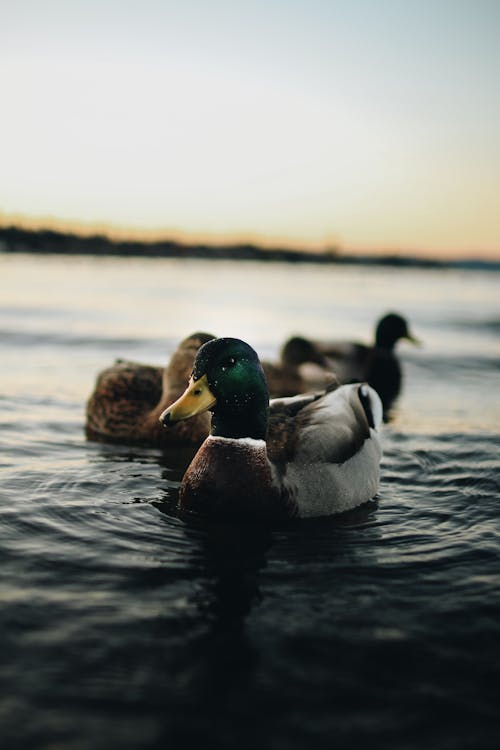 Free Depth of Field Photography of Mallard Duck on Body of Water Stock Photo