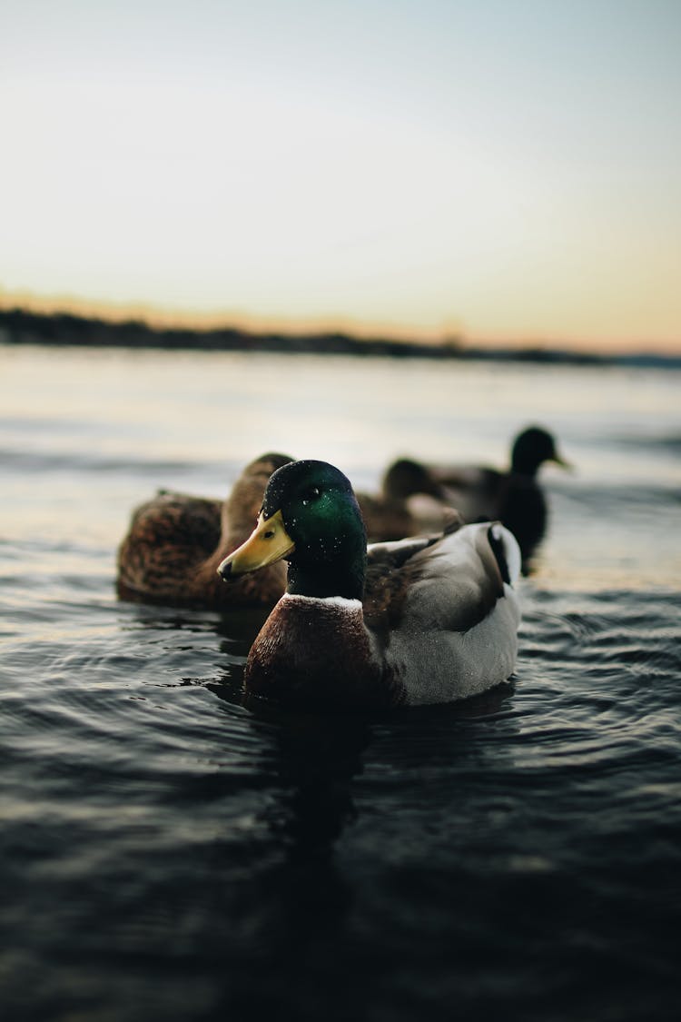 Depth Of Field Photography Of Mallard Duck On Body Of Water