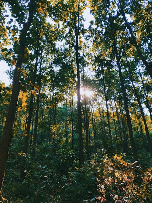 夜明け, 太陽, 木の無料の写真素材