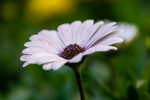 bitki örtüsü, çiçek, çiçek fotoğrafçılığı içeren Ücretsiz stok fotoğraf