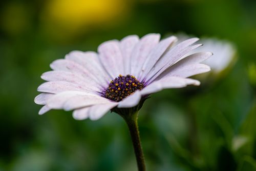 Free A detailed macro shot of a blooming white daisy in a green garden. Stock Photo