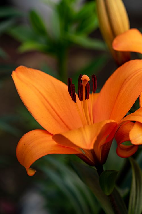 Free Close-up of a vibrant orange lily flower with visible stamens and petals, showcasing natural beauty. Stock Photo