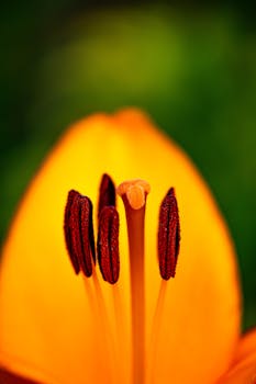 Vivid macro shot of an orange lily with focus on stamen and blurred background.