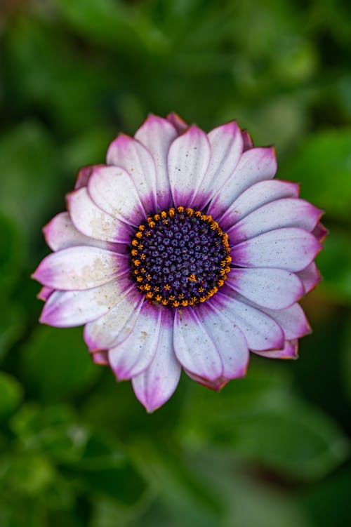 Kostnadsfri bild av blomfotografi, blomning, cape marguerite