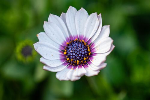Free Beautiful close-up of a white African daisy with a vibrant center, shot outdoors. Stock Photo