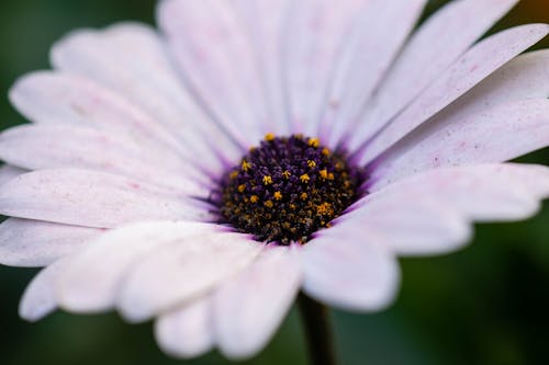Free Lavender Cape Marguerite in Close-up Photography Stock Photo