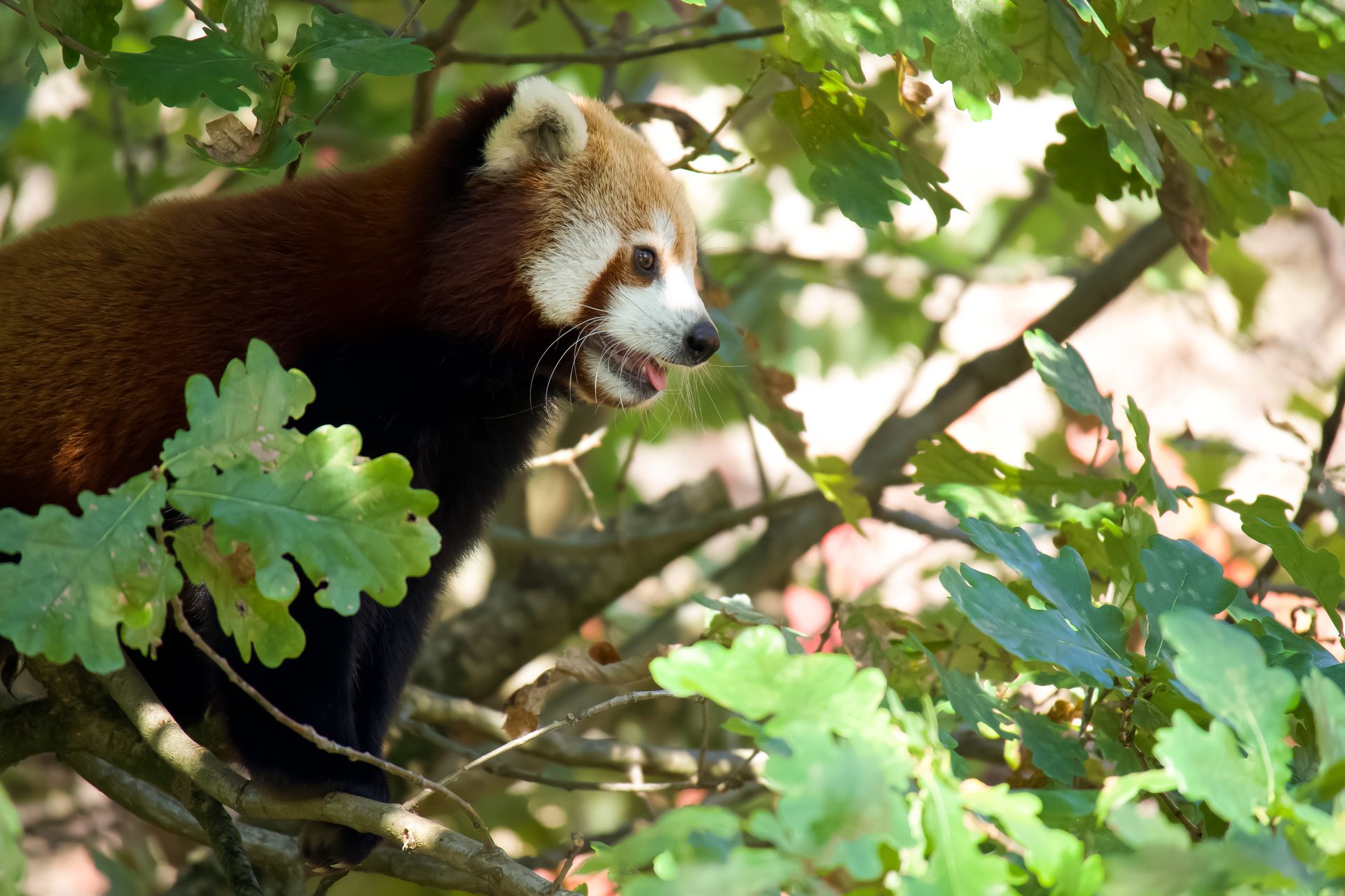 Red Panda on Oak Branch