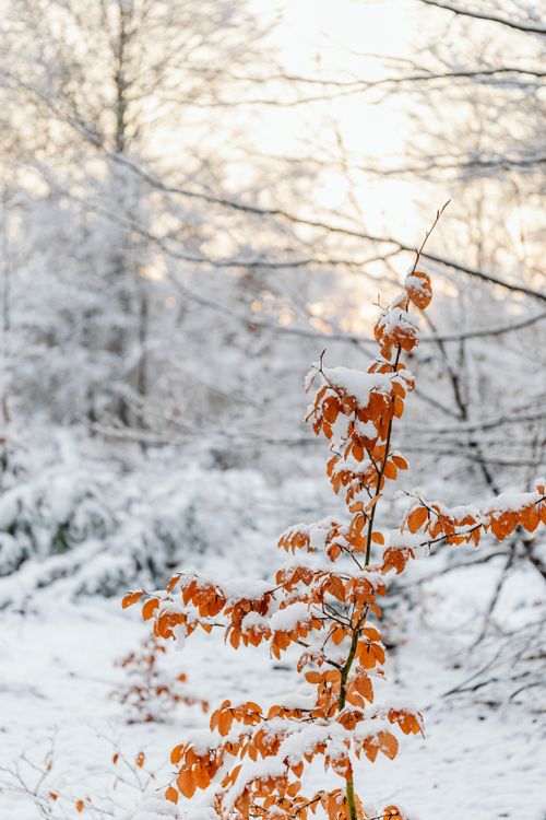 Free Vibrant orange autumn leaves covered in snow against a winter forest backdrop. Stock Photo