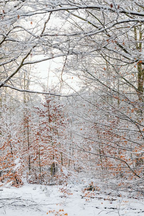 Free Captivating winter forest scene with snow-dusted branches and leaves. Stock Photo