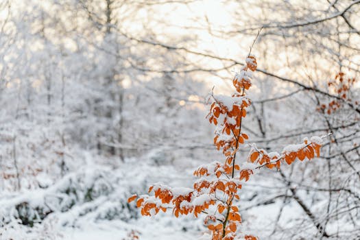 Orange leaves dusted with snow in a serene winter forest. Bright and tranquil setting.