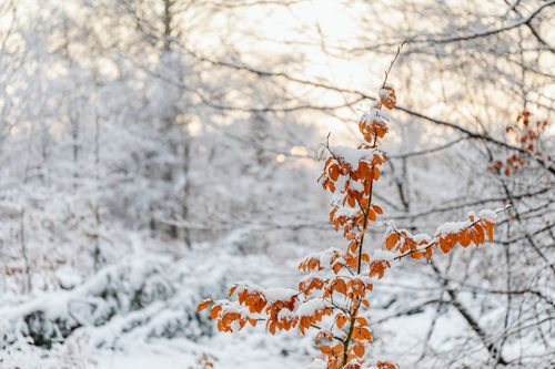 Free Orange leaves dusted with snow in a serene winter forest. Bright and tranquil setting. Stock Photo