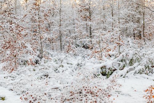 Snow Covered Trees in the Forest