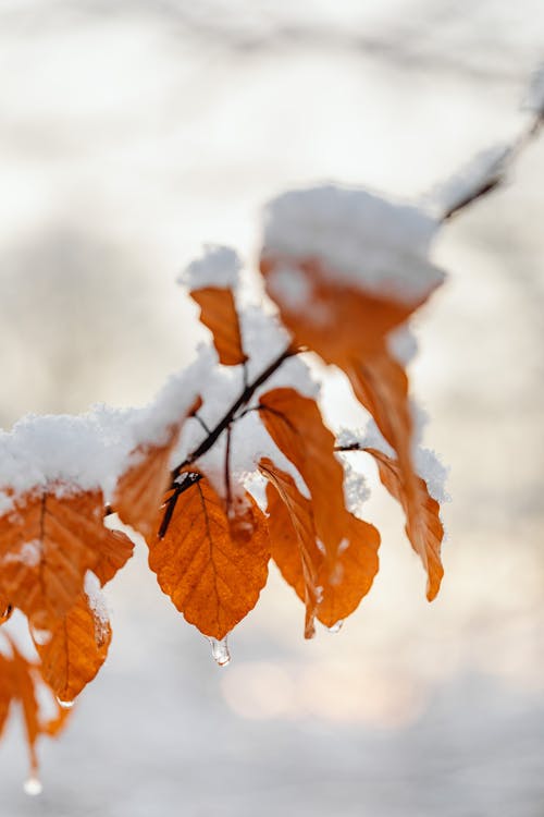 A Stem of Snow Covered Brown Leaves  in Close-up Photography