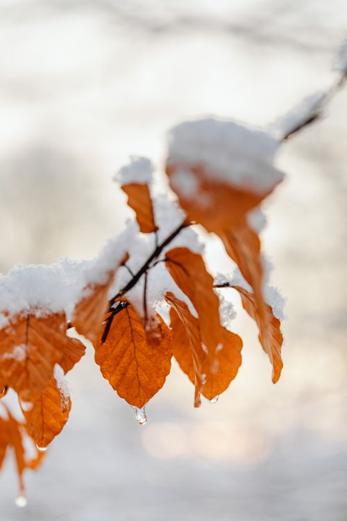 Free Close-up of autumn leaves covered with snow at sunrise, highlighting the beauty of winter. Stock Photo
