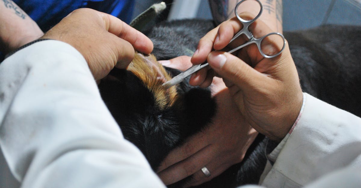 Veterinarian Checking the Ear of a Dog Using Surgical Scissors